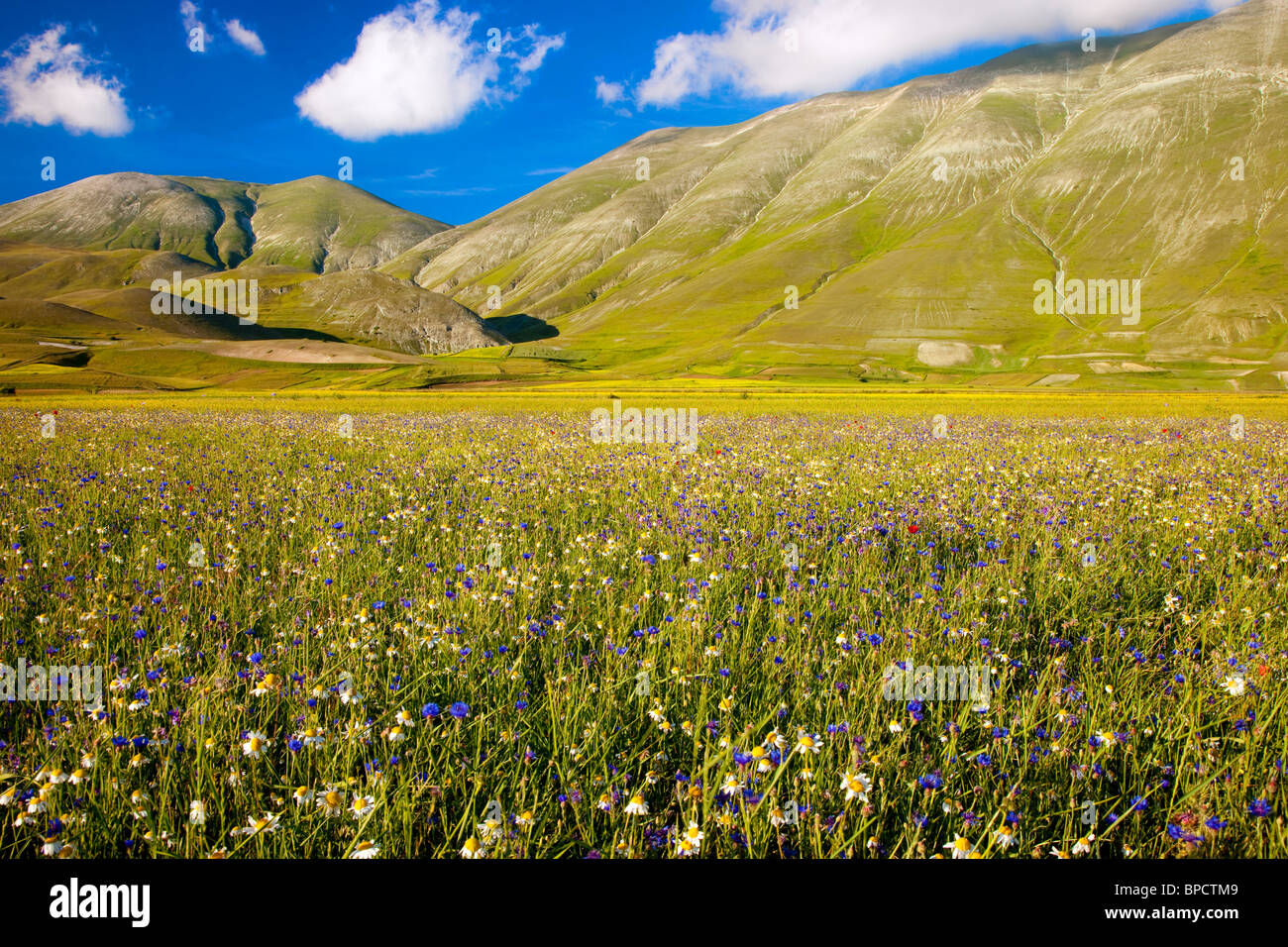 Wildblumen am Fuße der Berge des Piano Grande im Nationalpark der Monti Sibillini, Umbrien Italien Stockfoto