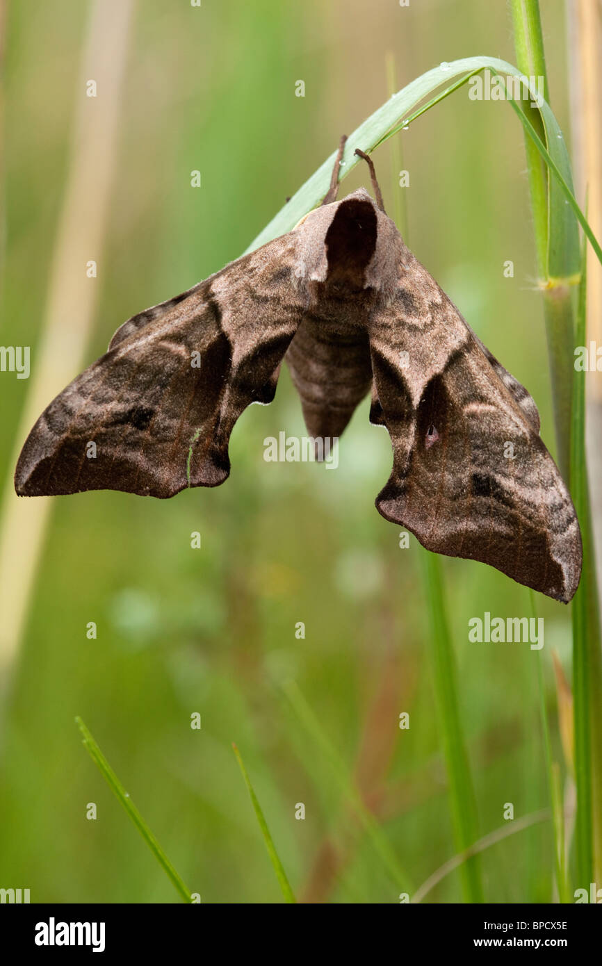 Eyed Hawk-Moth Stockfoto