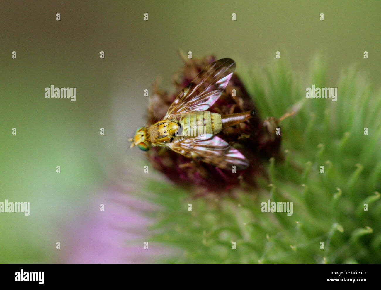 Bild-Flügel Fruit Fly, Terellia Tussilaginis, Morgan, Diptera Stockfoto