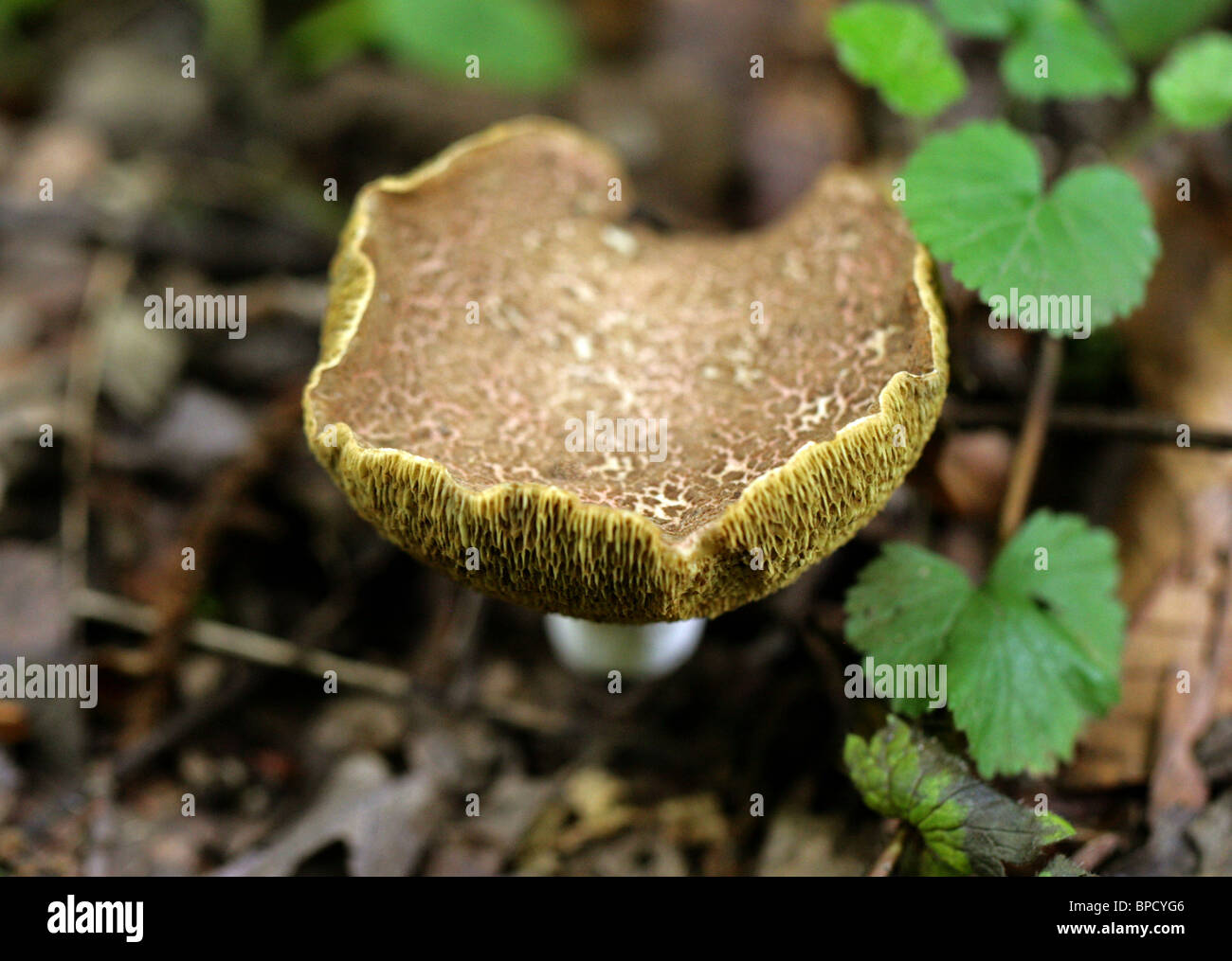 Rot-geknackt Boletus, Boletus Chrysenteron (SY-Xerocomus Chrysenteron), Boletaceae. Alte Muster zeigen geknackt Kappe. Stockfoto