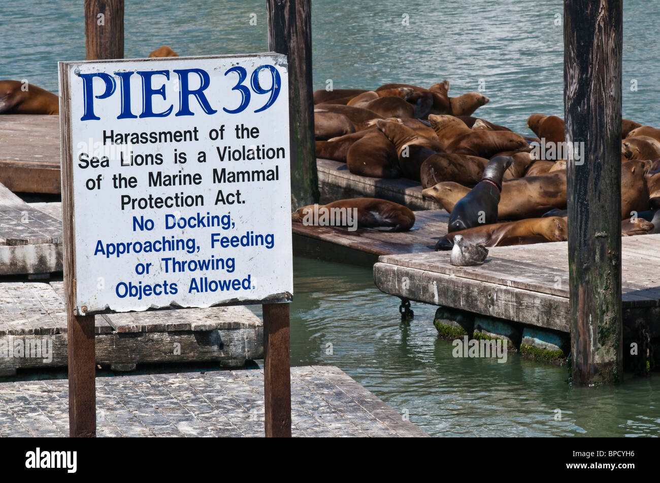 Kalifornien Seelöwen, Zalophus Californianus, am Fishermans Wharf, Pier 39, San Francisco, Kalifornien, USA Stockfoto