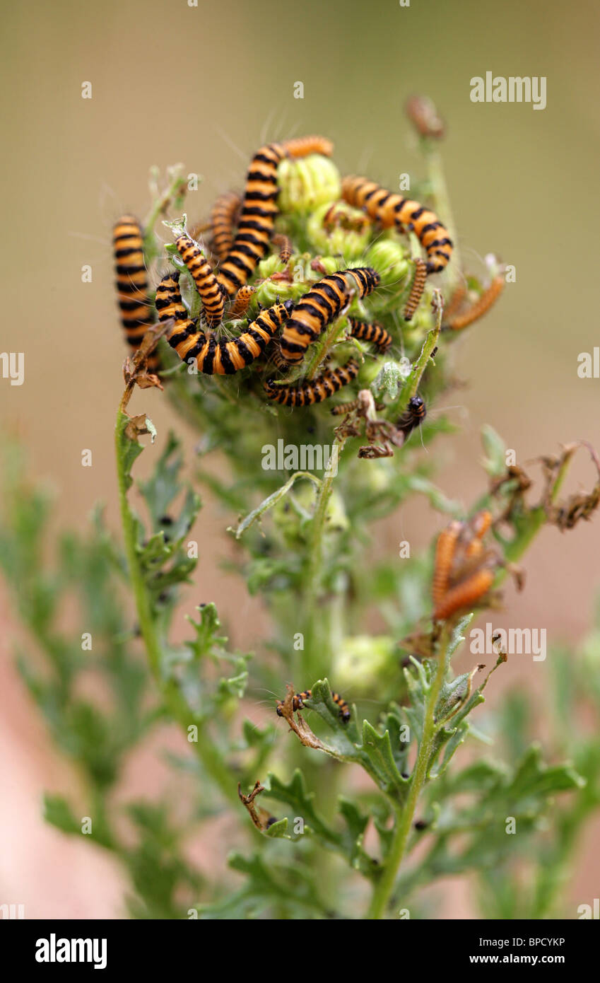Zinnober Motten Larven ernähren sich von Kreuzkraut, Tyria Jacobaeae, Arctiidae. Stockfoto