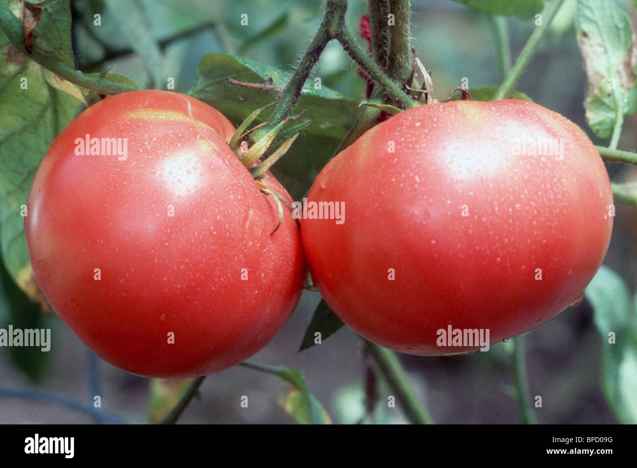 Brandywine Tomaten, antiken Erbstück Beefsteak Vielfalt wächst, mit rosa gerötete Haut Stockfoto