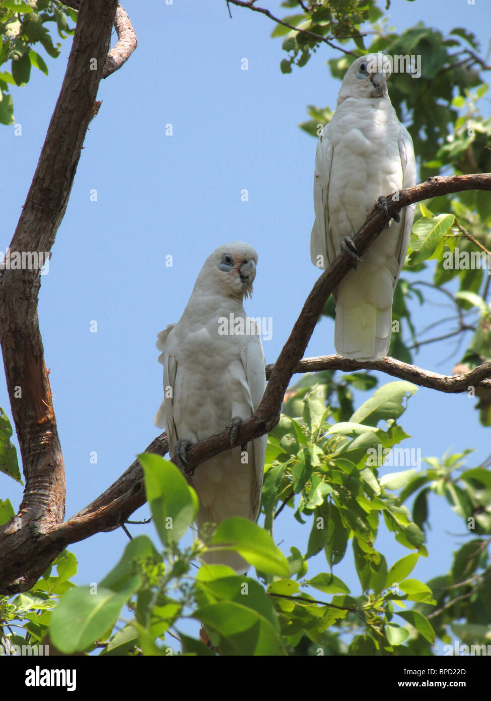 Ein paar kleine Corellas (Cacatua sanguineaund) thront auf einem Kaugummi Baum in schiefen Baum Lagune Nature Park, Australien. Stockfoto