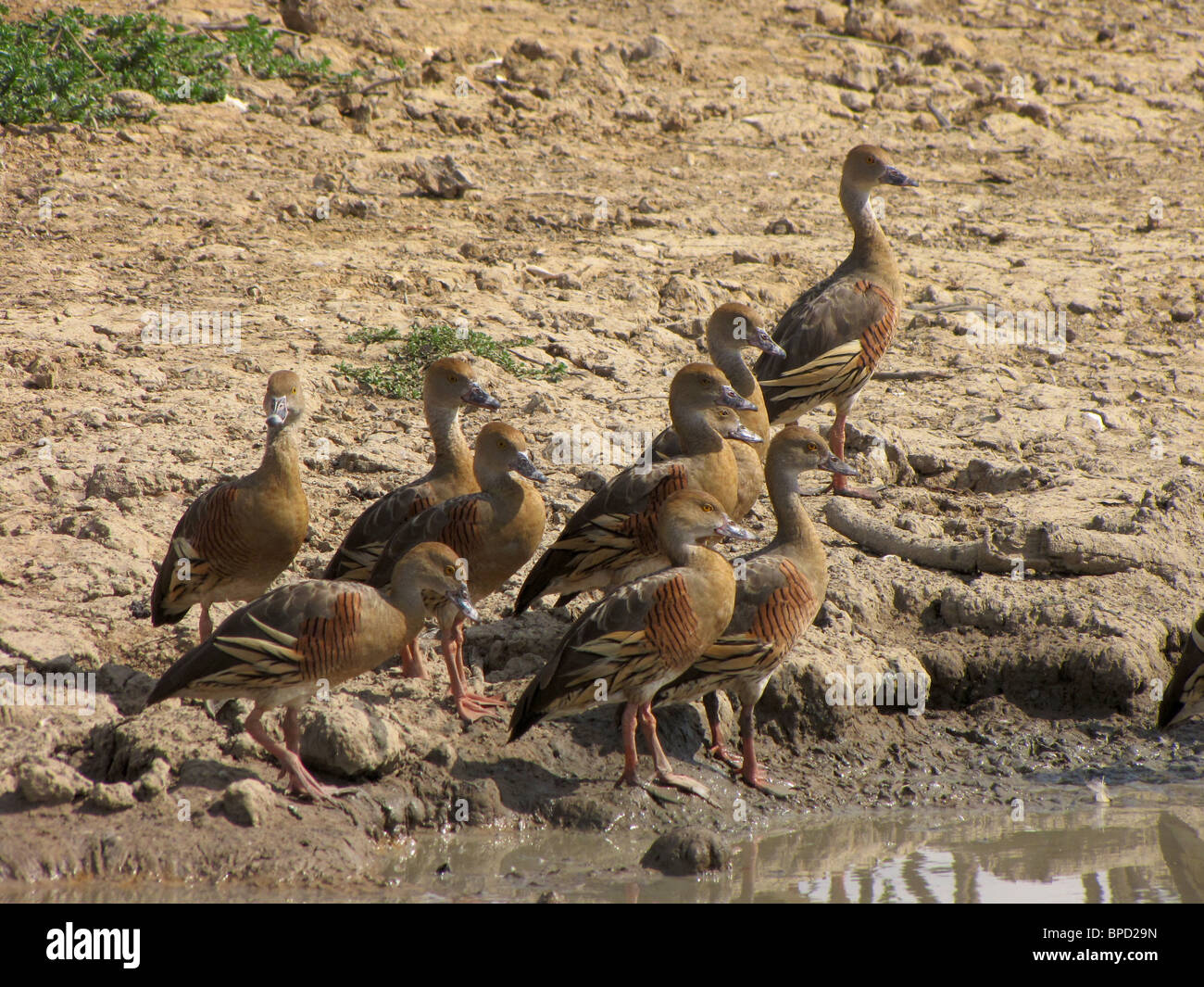 Gefiederte Pfeifen Enten (Dendrocygna Eytoni) an der Yellow Waters Billabong, Kakadu-Nationalpark, Northern Territory, Australien. Stockfoto