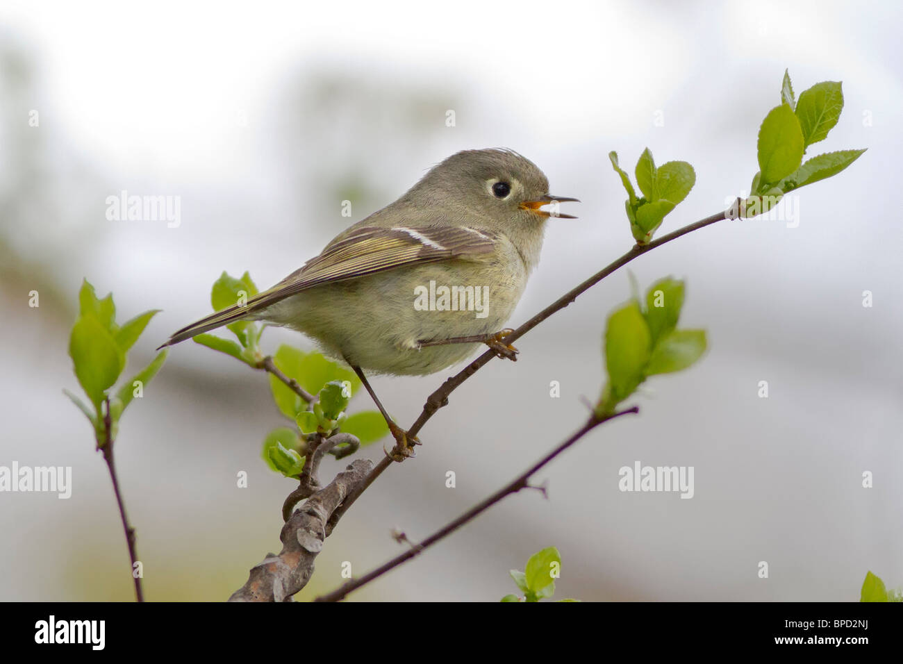 Rubin-gekrönter Goldhähnchen Stockfoto