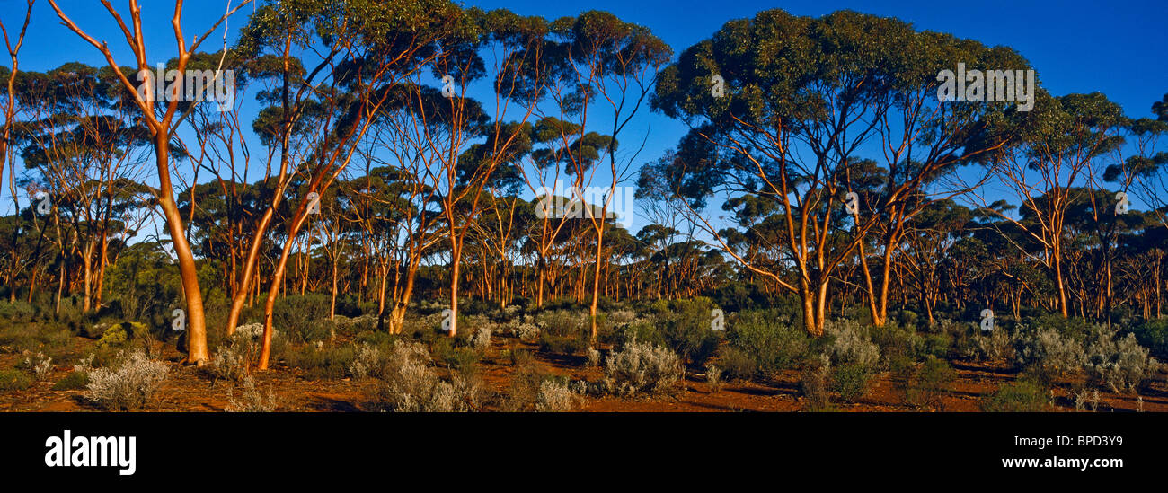 Salmon Gums, Western Australia, Australia Stockfoto