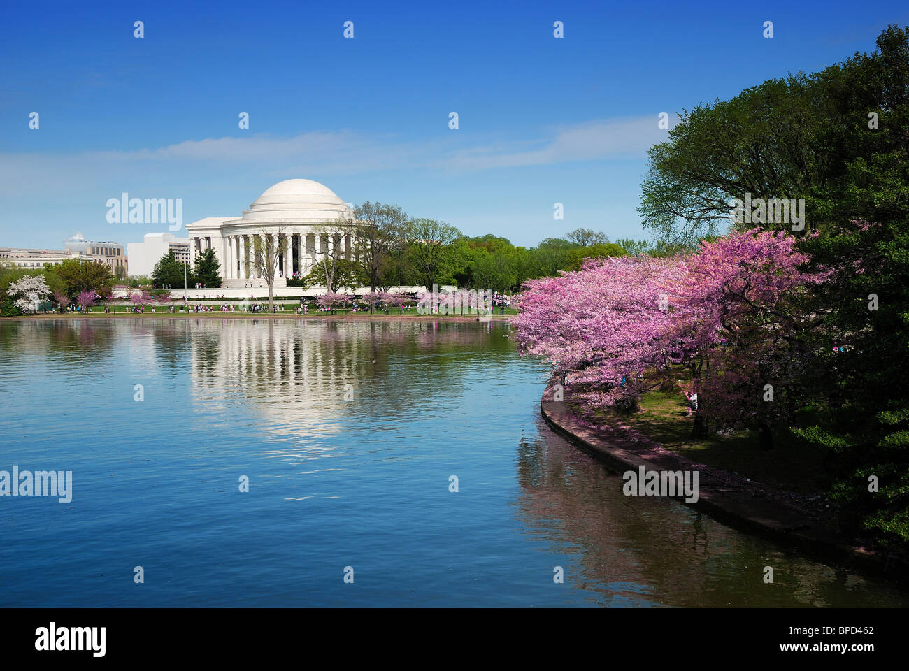 Jefferson national Memorial mit Kirschblüten in Washington DC. Stockfoto