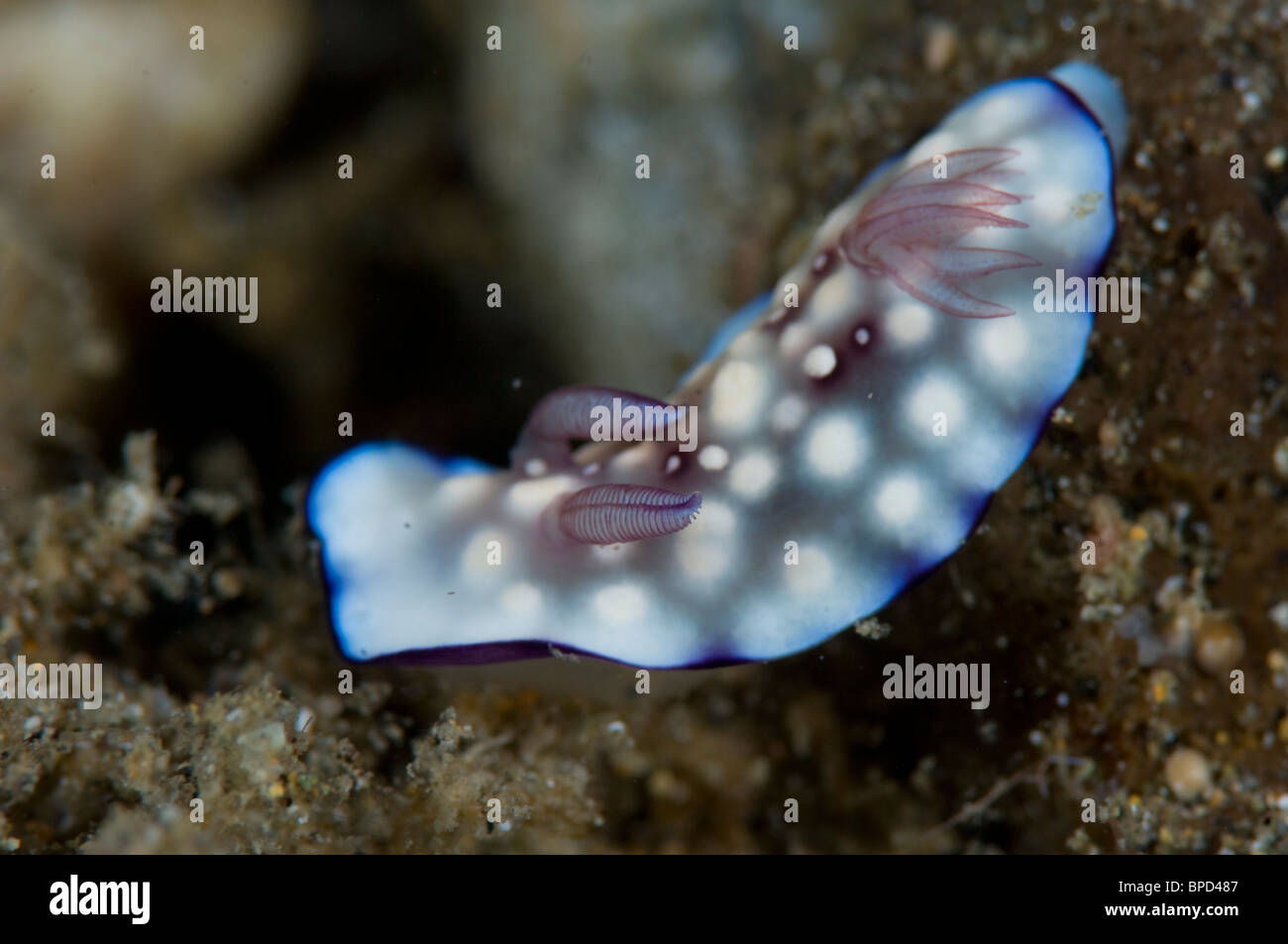 Nacktschnecken, Chromodoris Geometrica, Anilao, Solo, Anilao Mabini, Batangas, Philippinen Stockfoto