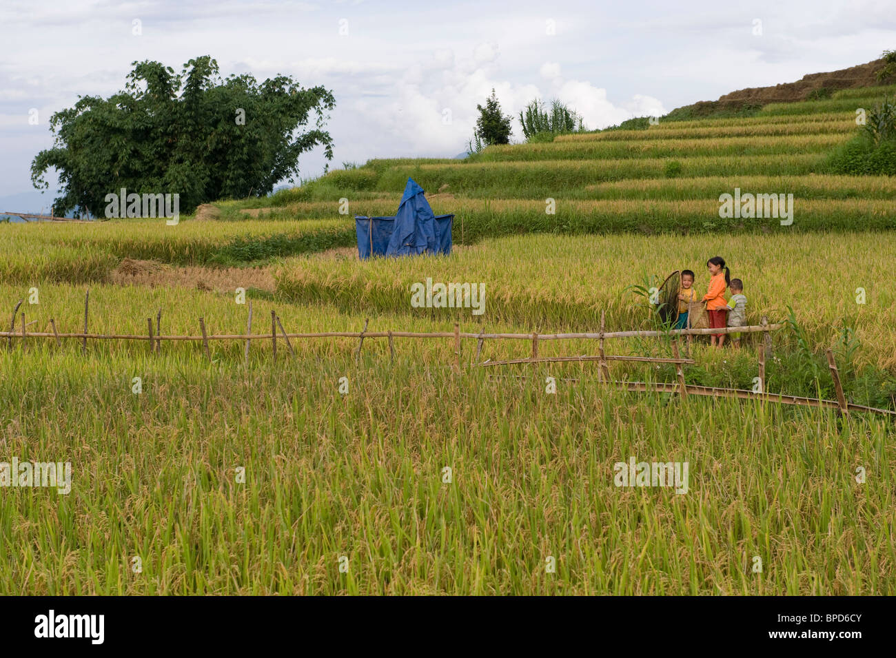 Reisfelder in der Dorfgemeinschaft Na Bai in Nord-West-Vietnam. Kinder fangen Insekten zu essen. Stockfoto