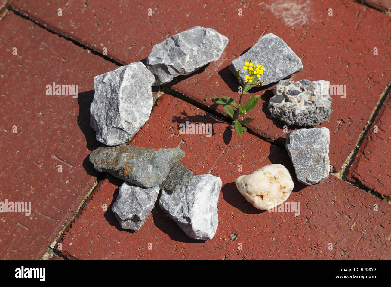 Natur, Pflanzen, Symbolik, blühenden Pflänzchen wächst durch einen Spalt zwischen zwei Grundplatten rund um Laien Steinchen bilden einen Schutzwall gegen versehentliche trampeln Stockfoto