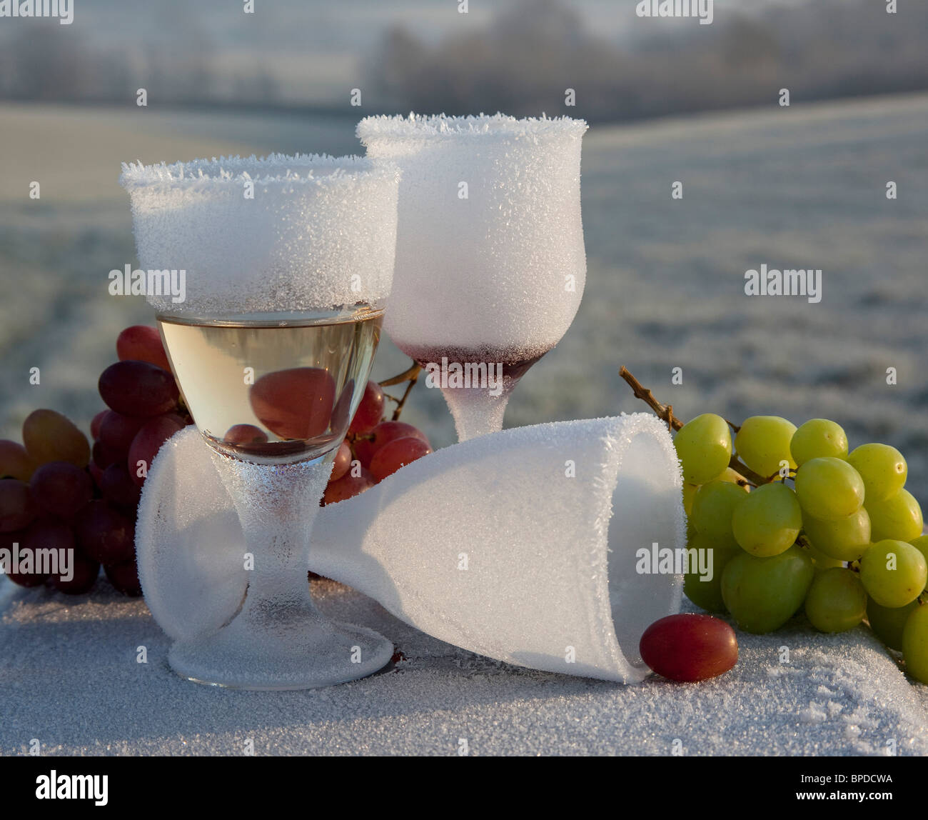 Bereift, gefrorene Gläser Wein und Trauben funkeln im Sonnenlicht am frühen Morgen in Winterlandschaft Weald of Kent UK Stockfoto