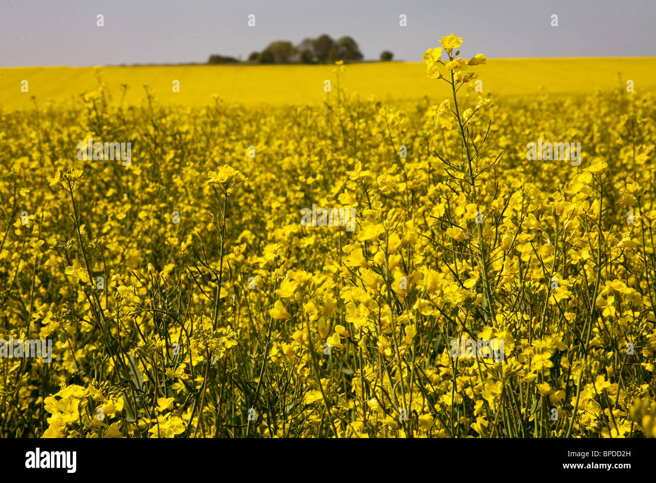 Brillante Feld von Reifen gelben Raps im Frühjahr in der Nähe von Woodchurch East Sussex UK Stockfoto