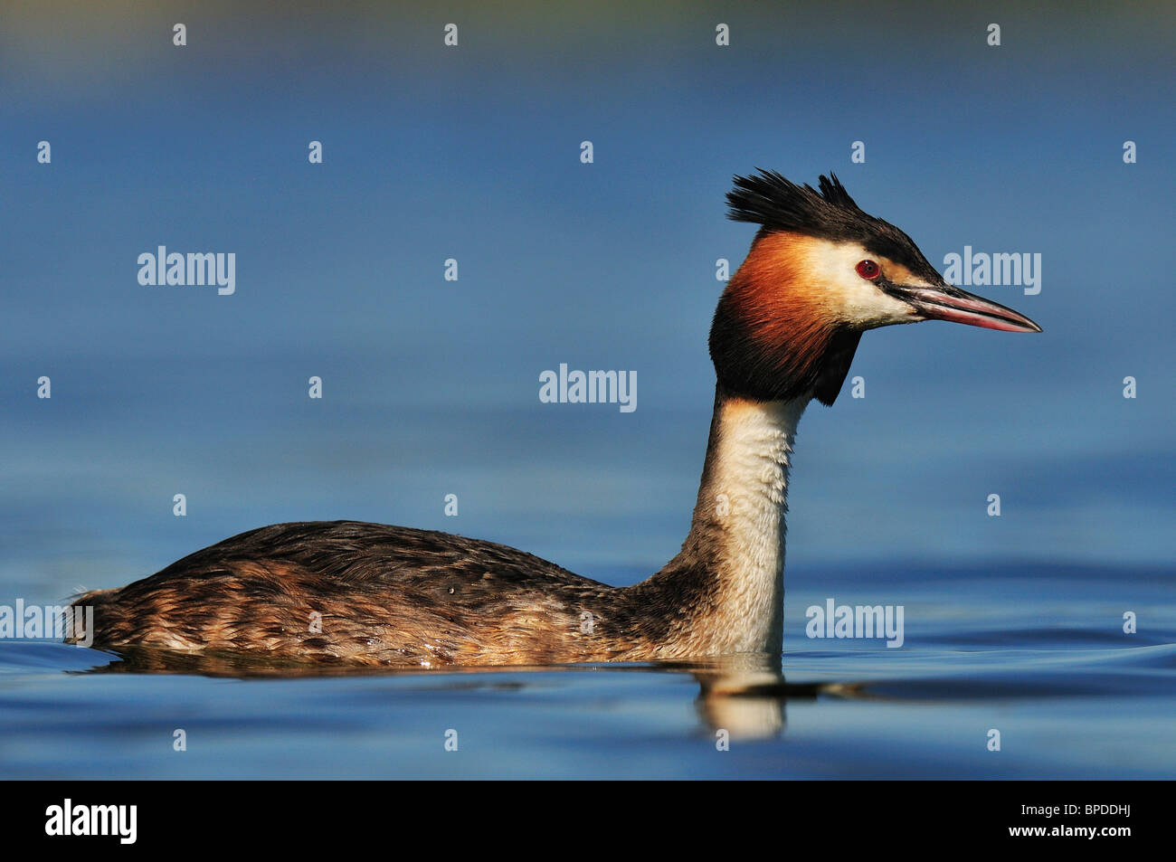 Erwachsenen der Haubentaucher (Podiceps Cristatus) Stockfoto