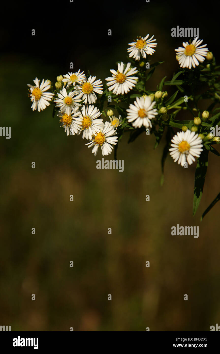 Geruchlos Mayweed genannt auch falsche Kamille Stockfoto