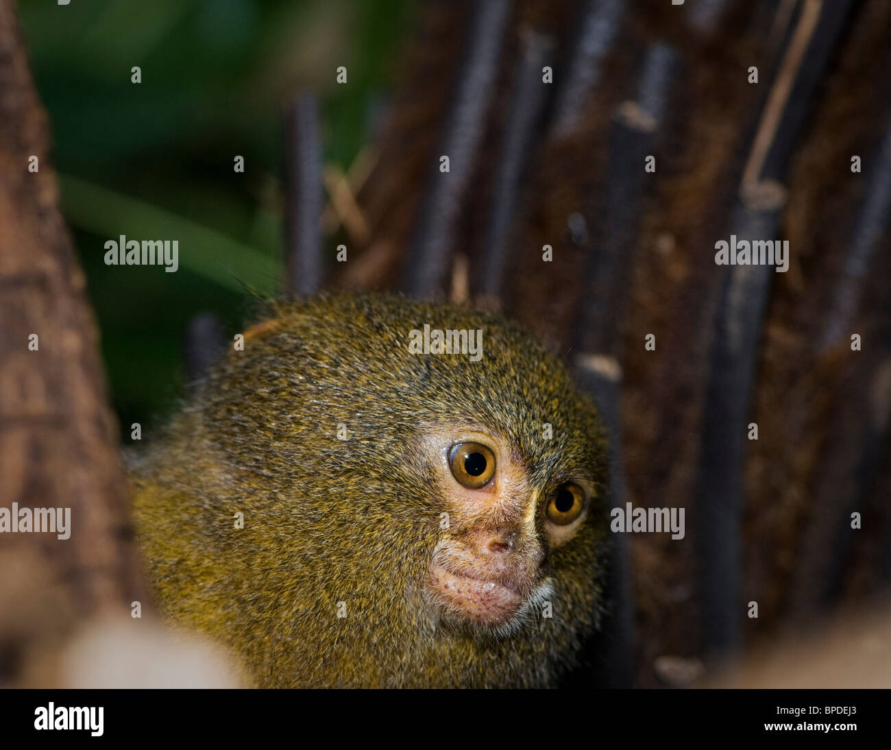 Ein Pygmy Marmoset (Cebulla Pygmaea) neugierig auf. Stockfoto