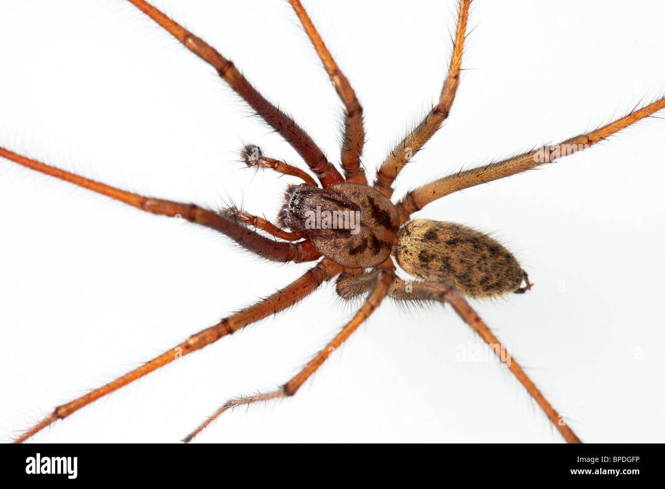 Nahaufnahme einer Spinne (Eratigena duellicaon) ein weißer Hintergrund, Großbritannien Stockfoto