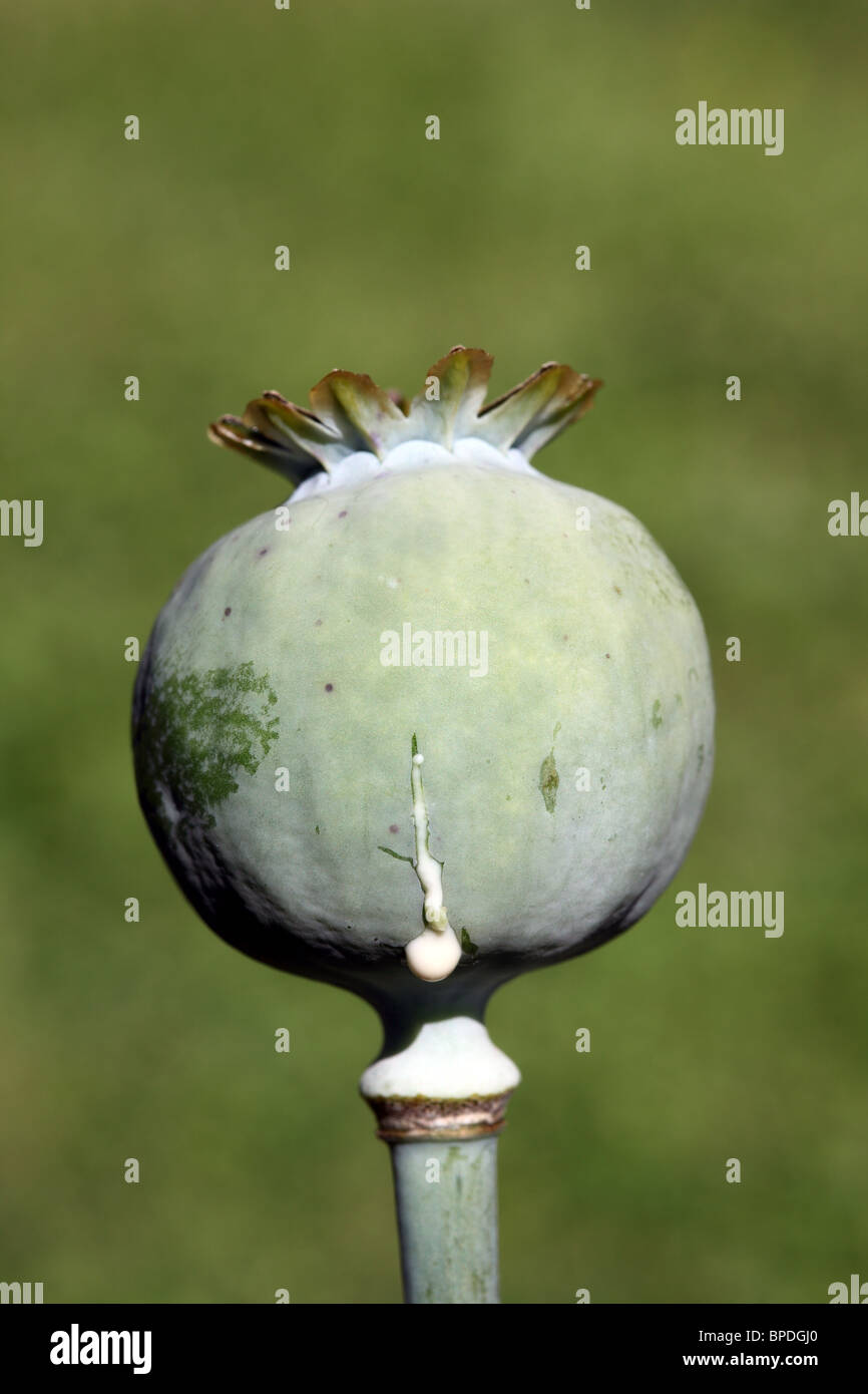 Die Seedhead der Schlafmohn Papaver Somniferum nässende Latex Sap Stockfoto