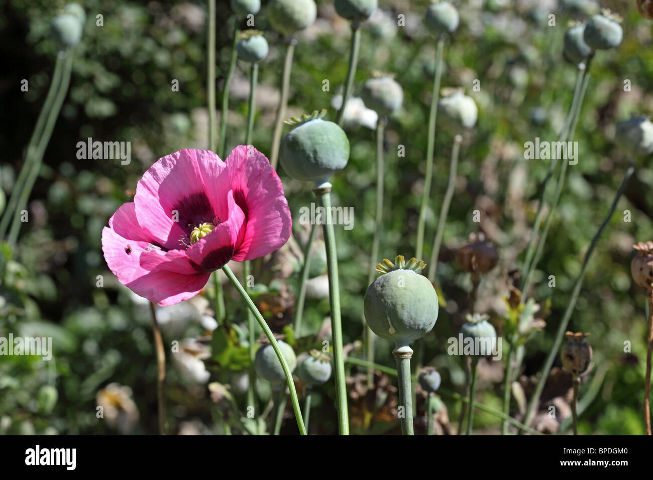 Schlafmohn Papaver Somniferum Blume und nässende Latex Sap Seedhead Stockfoto