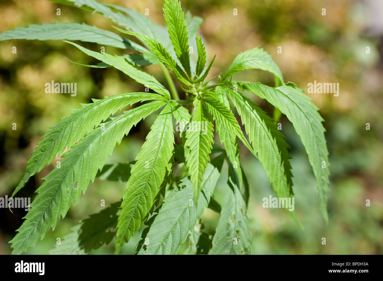 Cannabis-Pflanze; gewachsen aus Vogelfutter Stockfoto