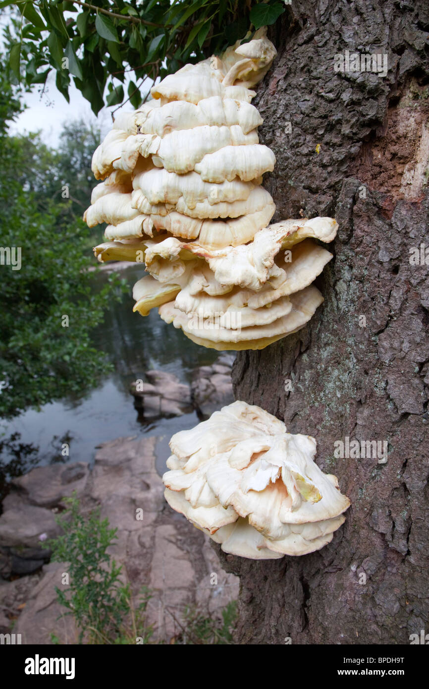 Huhn des Waldes; Laetiporus Sulphureus; Halterung Pilz; Brecon Beacons Stockfoto