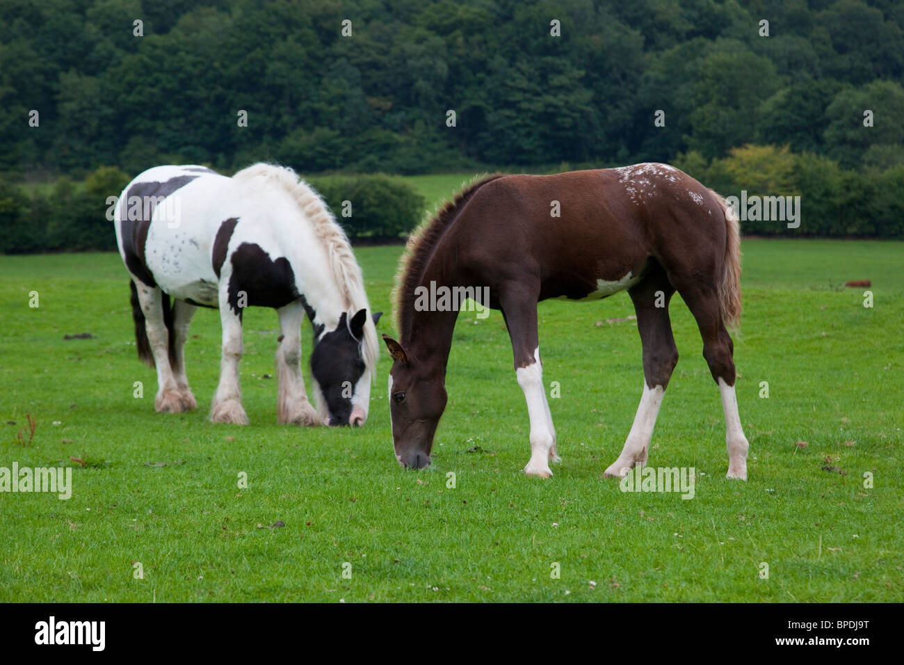 Fohlen weiden; Wales von öffentlichen Fußweg genommen Stockfoto