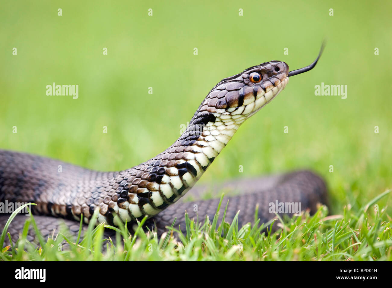 Ringelnatter; Natrix Natrix; flinken Zunge Stockfoto