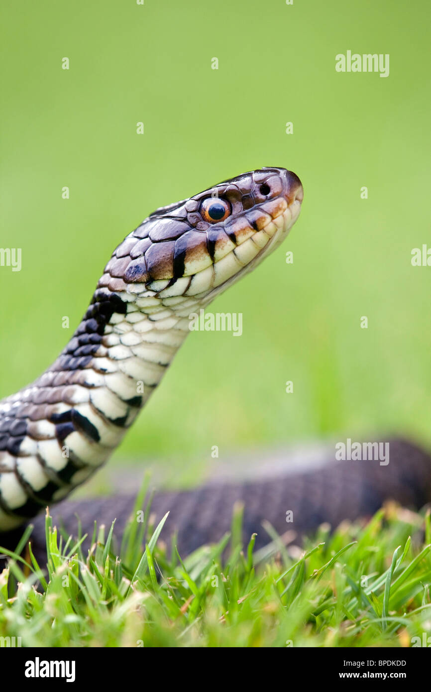 Ringelnatter; Natrix Natrix; Stockfoto