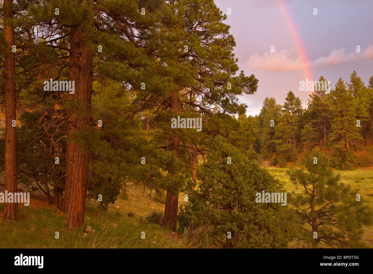 Regenbogen nach Sommer-Gewitter über Ponderosa Pine Forest in Fay Canyon Gebiet, Coconino National Forest, Flagstaff, Arizona Stockfoto