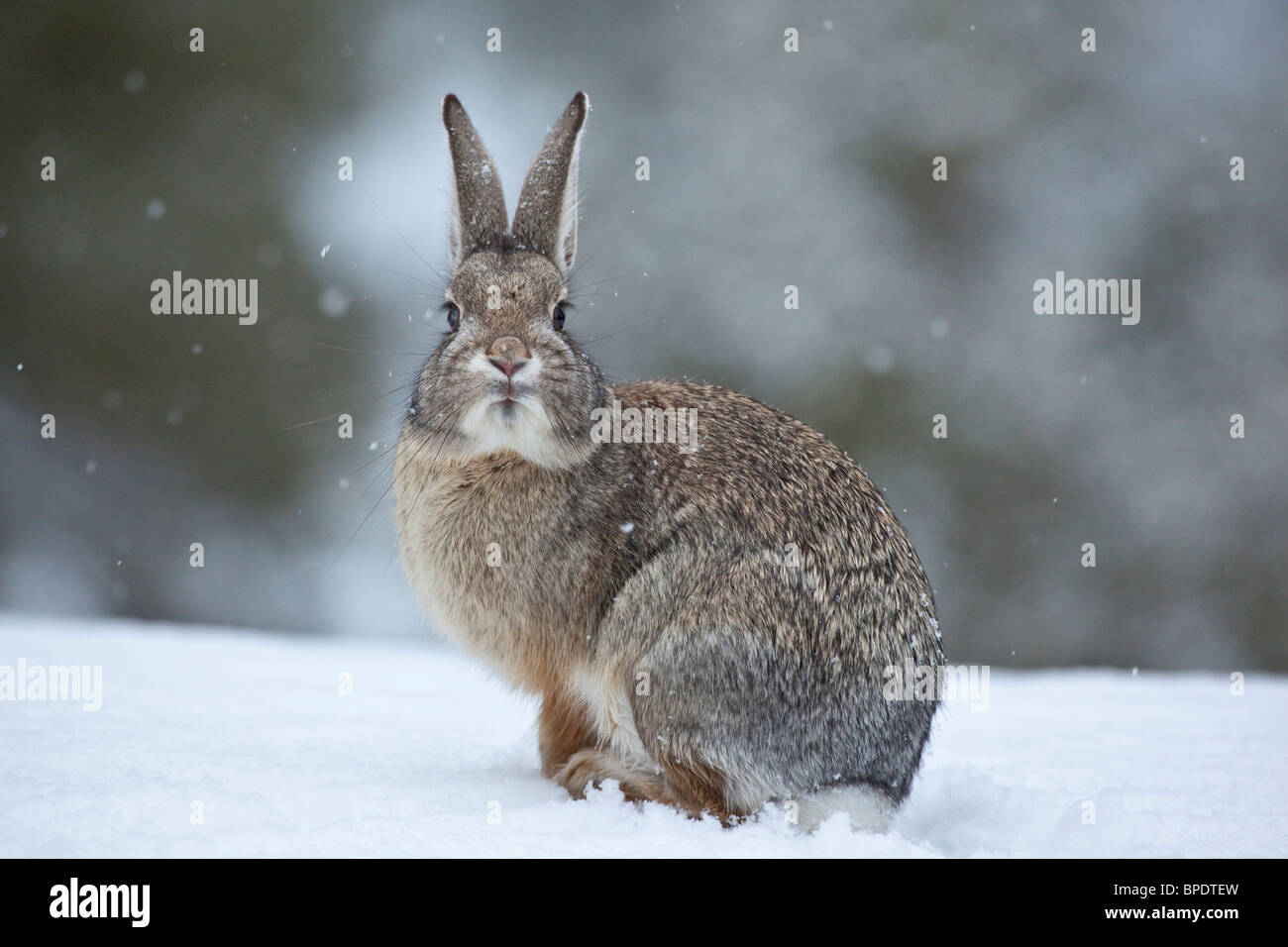 Cottontail Kaninchen auf verschneiten Wintertag, Flagstaff, Arizona, USA Stockfoto