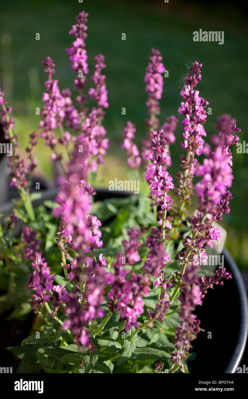 Nahaufnahme von leuchtend violetten salvieblüten, die in einem Gartentopf blühen und durch natürliches Sonnenlicht hervorgehoben werden. Stockfoto