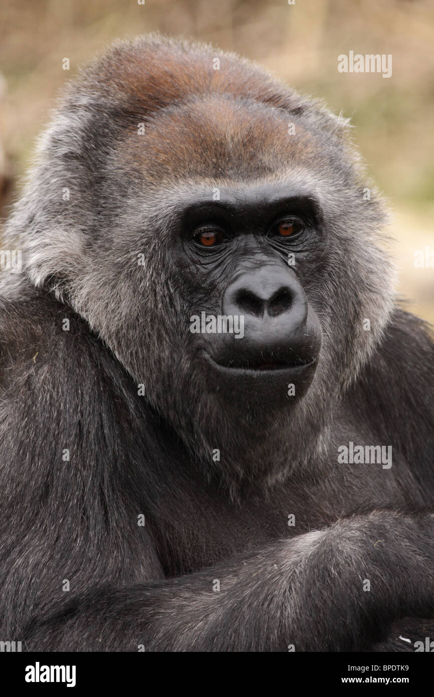 Romina, ein Westlicher Flachlandgorilla in Bristol Zoo, UK. Stockfoto