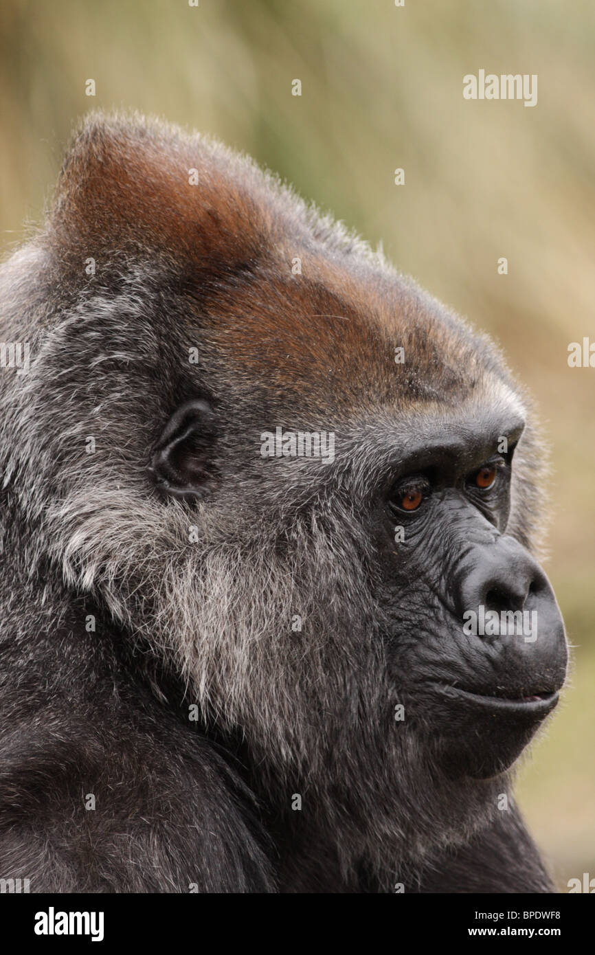Romina, ein Westlicher Flachlandgorilla in Bristol Zoo, UK. Stockfoto