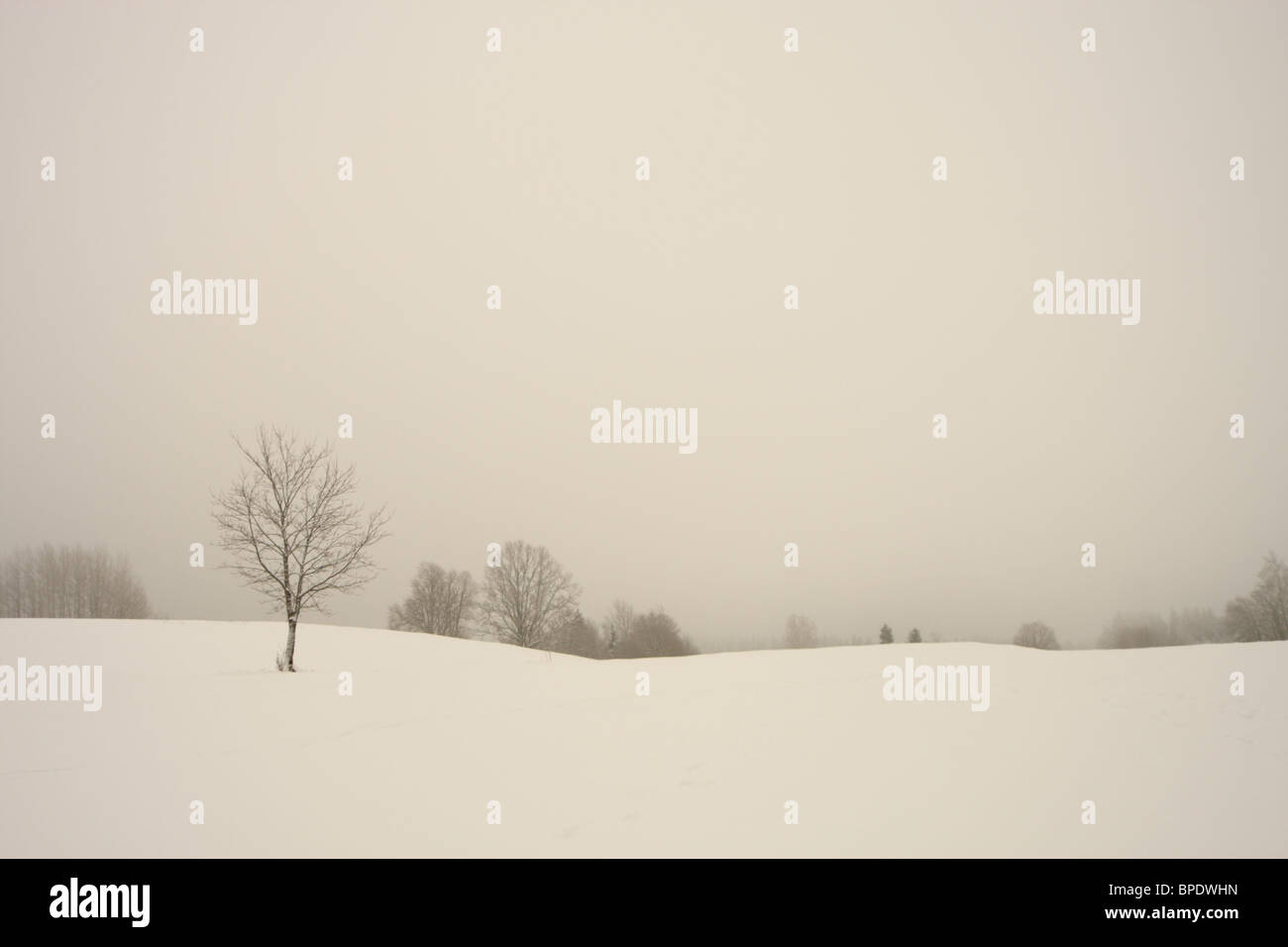 Einzelnen Baum im Feld. Estland Stockfoto