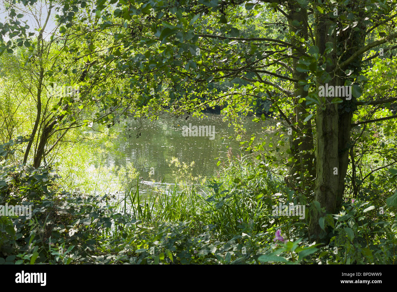 Das Ufer eines Flusses mit Büschen und Bäumen. Die Fklooded Kiesgruben Kingsbury Wasserpark in Warwickshire England uk Stockfoto