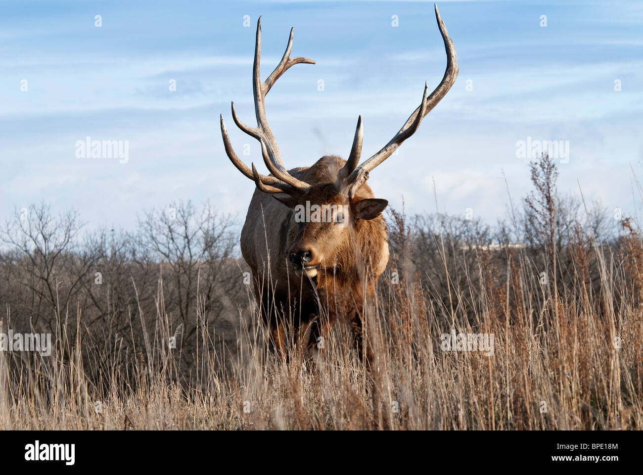 Rocky Mountain Elk Cervus Elaphus Nelsoni Wildlife Safari Nebraska USA Stockfoto