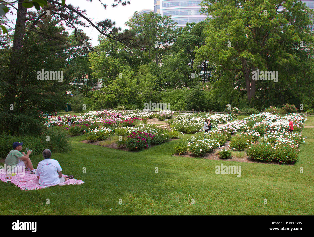 Pfingstrosen blühen, Arboretum der Universität von Michigan, Ann Arbor, Michigan Stockfoto