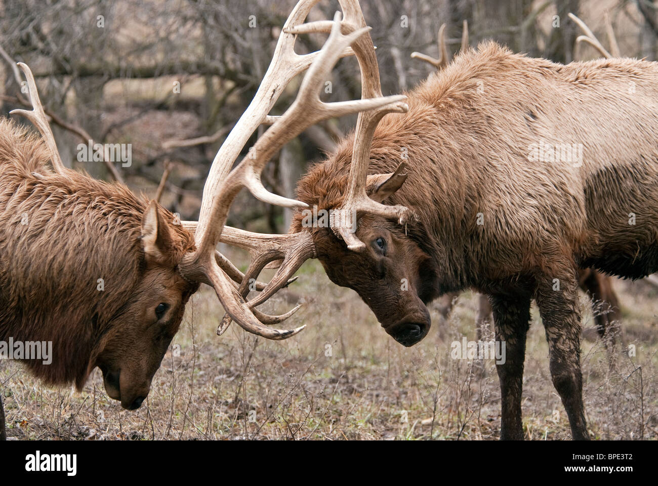 Rocky Mountain Elk Cervus Elaphus Nelsoni Wildlife Safari Nebraska USA Stockfoto