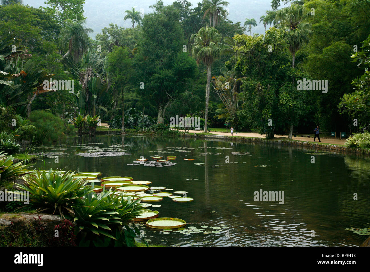 Jardim Botanico oder den Botanischen Garten, Rio De Janeiro, Brasilien