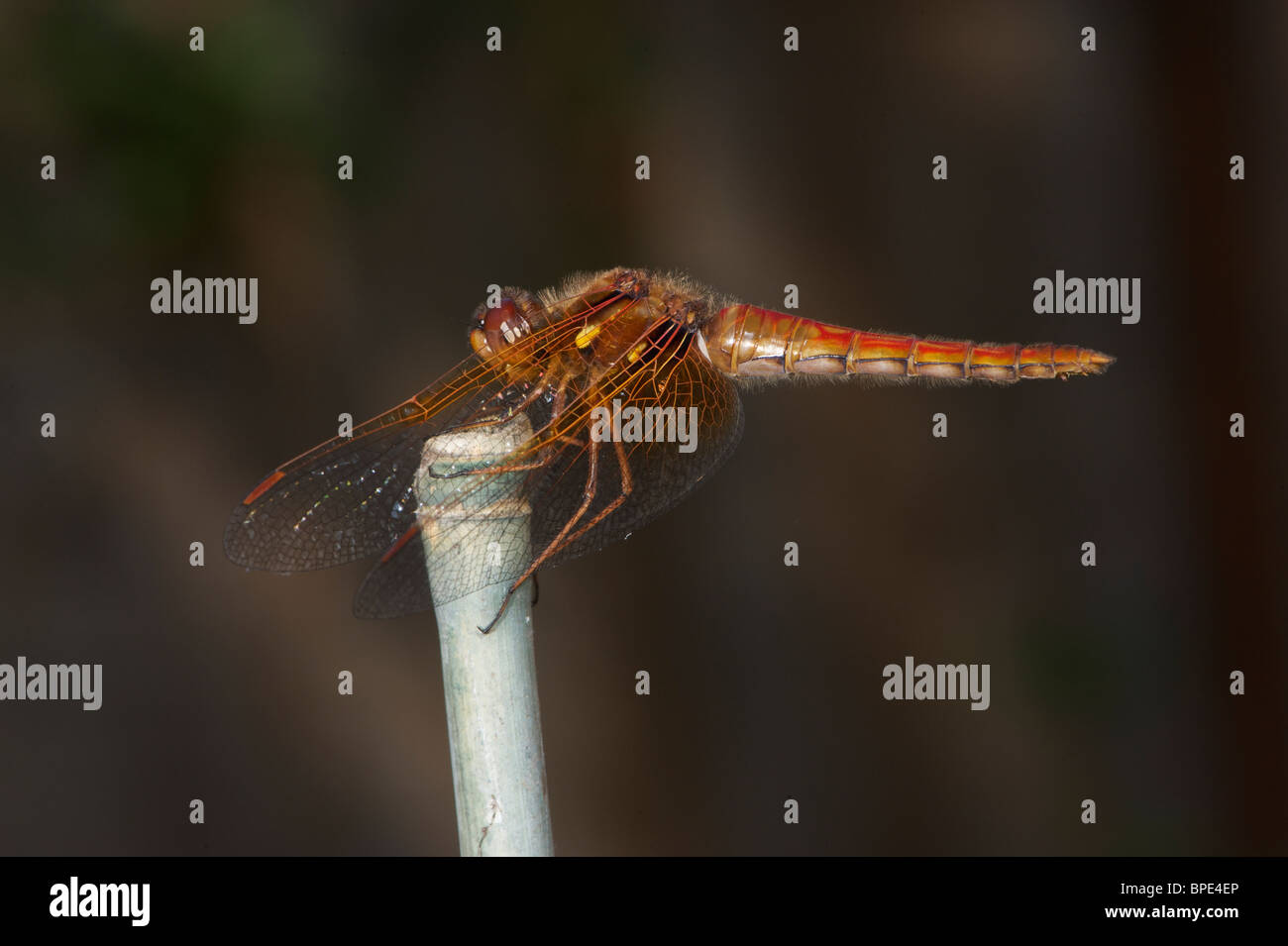 Safran - grenzt Meadowlark Dragonfly (Aeshna costiferum), Saint Petersburg, British Columbia, Kanada Stockfoto