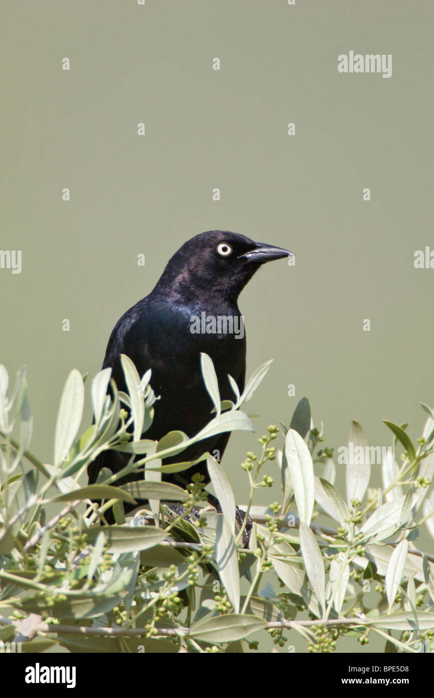 Brauer Blackbird - vertikal Stockfoto