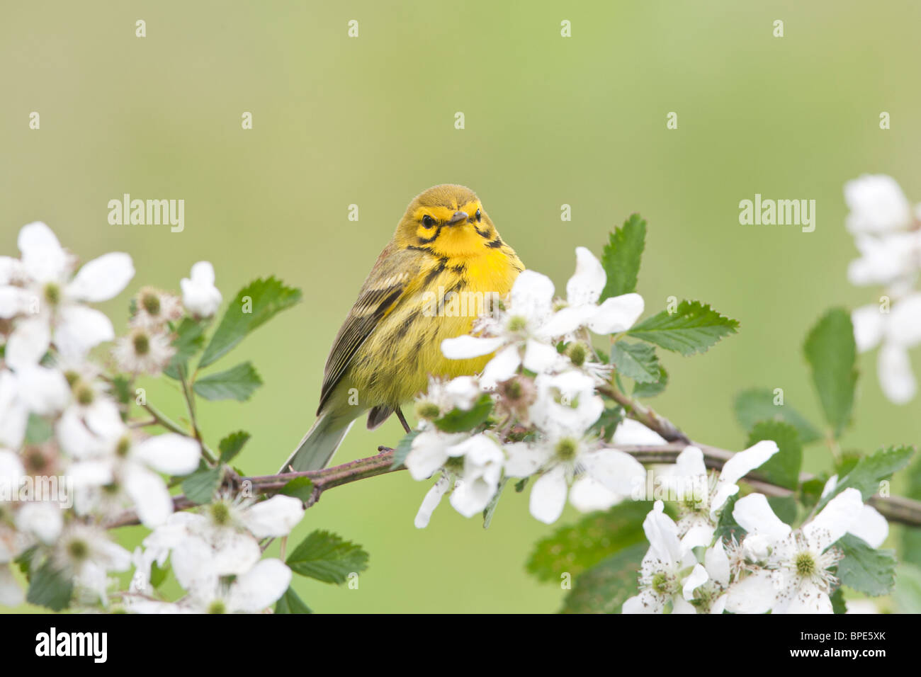 Prairie Warbler thront im Blackberry Bush Blüten Stockfoto