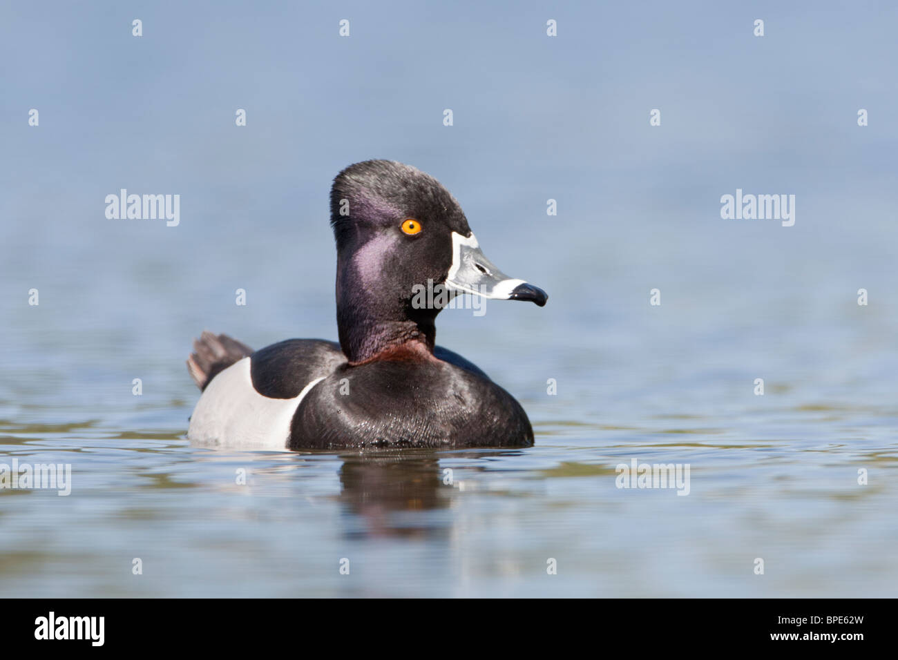 Ring-necked Duck Stockfoto