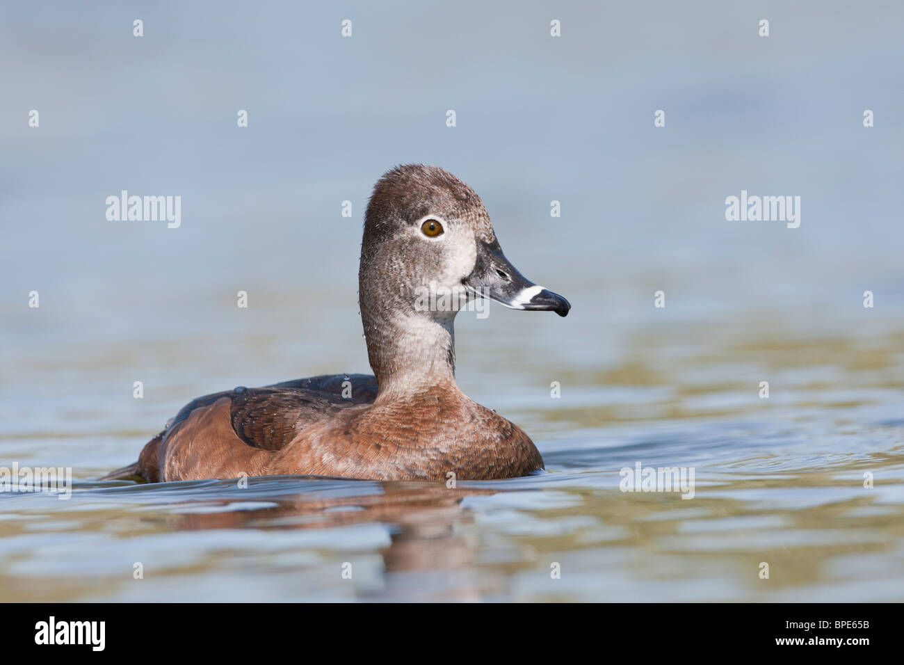 Weibliche Ring-necked Duck Stockfoto