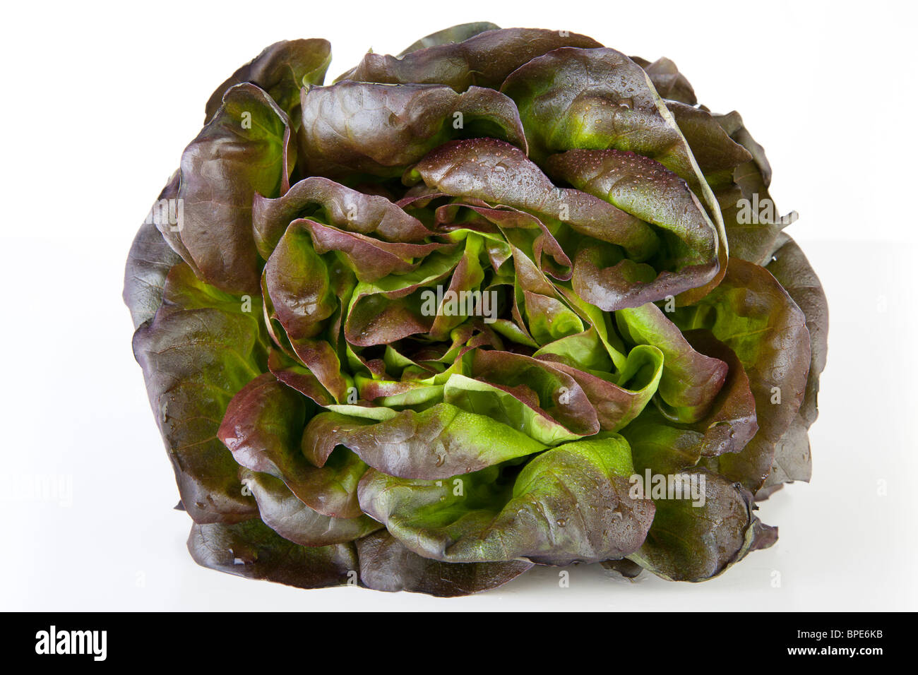 Leiter der roten Salanova Salat bedeckt mit Wassertropfen. Stockfoto