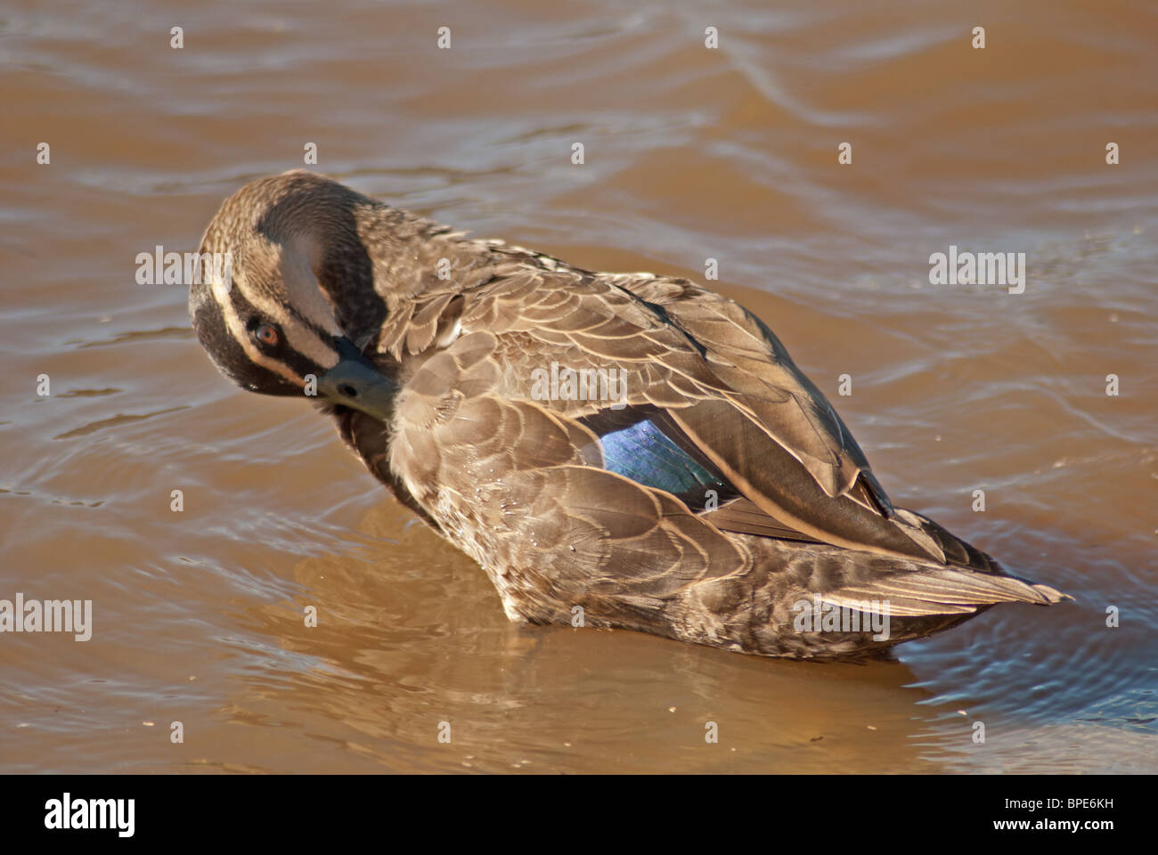 Gesundheit und Hygiene - pazifische schwarze Ente Anas Superciliosa putzen ihr Gefieder um sie sauber, in gutem Zustand zu halten. Stockfoto