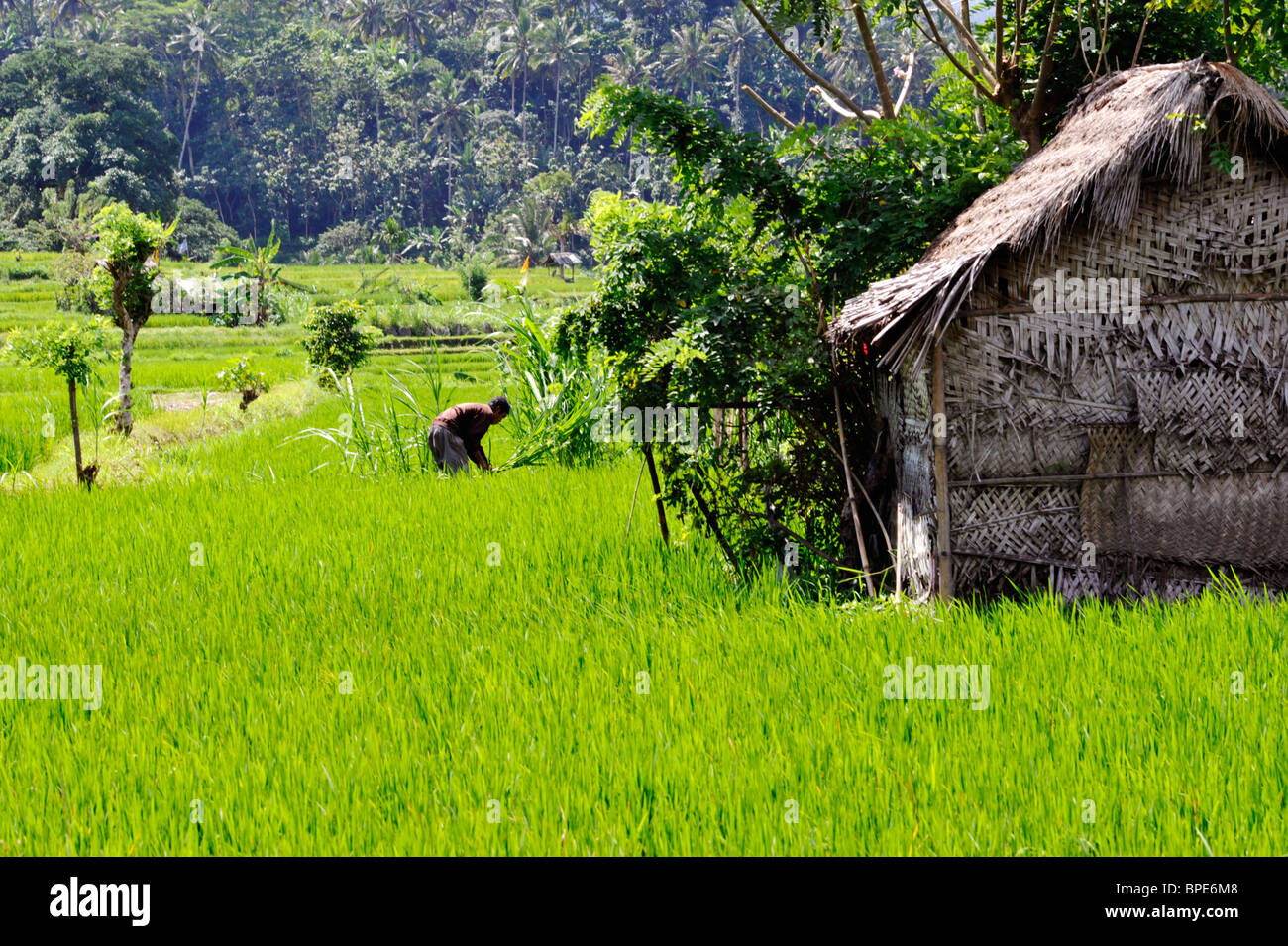 Außendienstmitarbeiter und Hütte inmitten der üppigen grünen Reisfeldern und Terrassen von Tirtagangga Ost-Bali-Indonesien Stockfoto