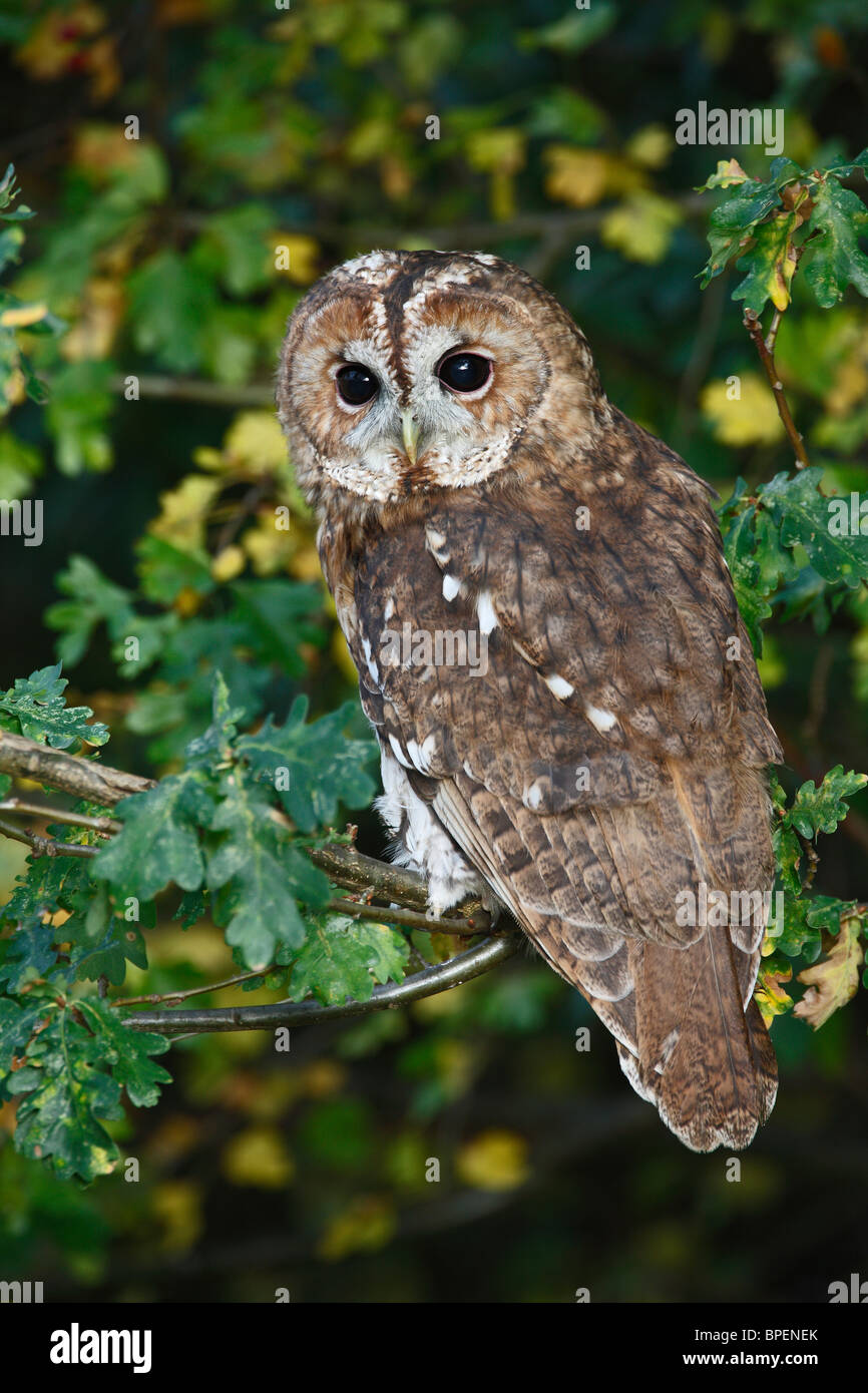Waldkauz (Strix Aluco) thront auf Eiche Ast Stockfoto
