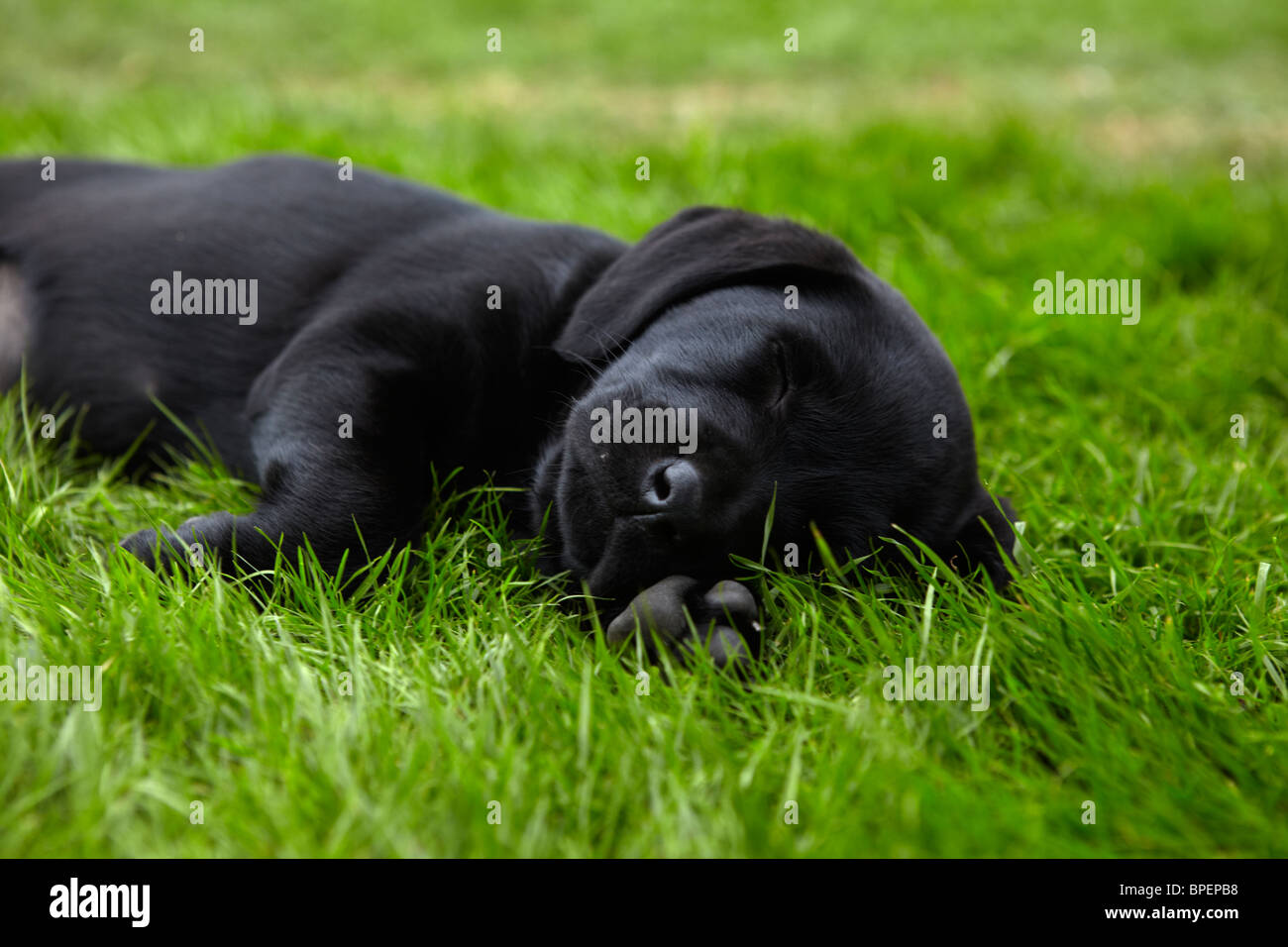 Schwarzer Labrador-Welpe im grünen Rasen schlafen. Stockfoto