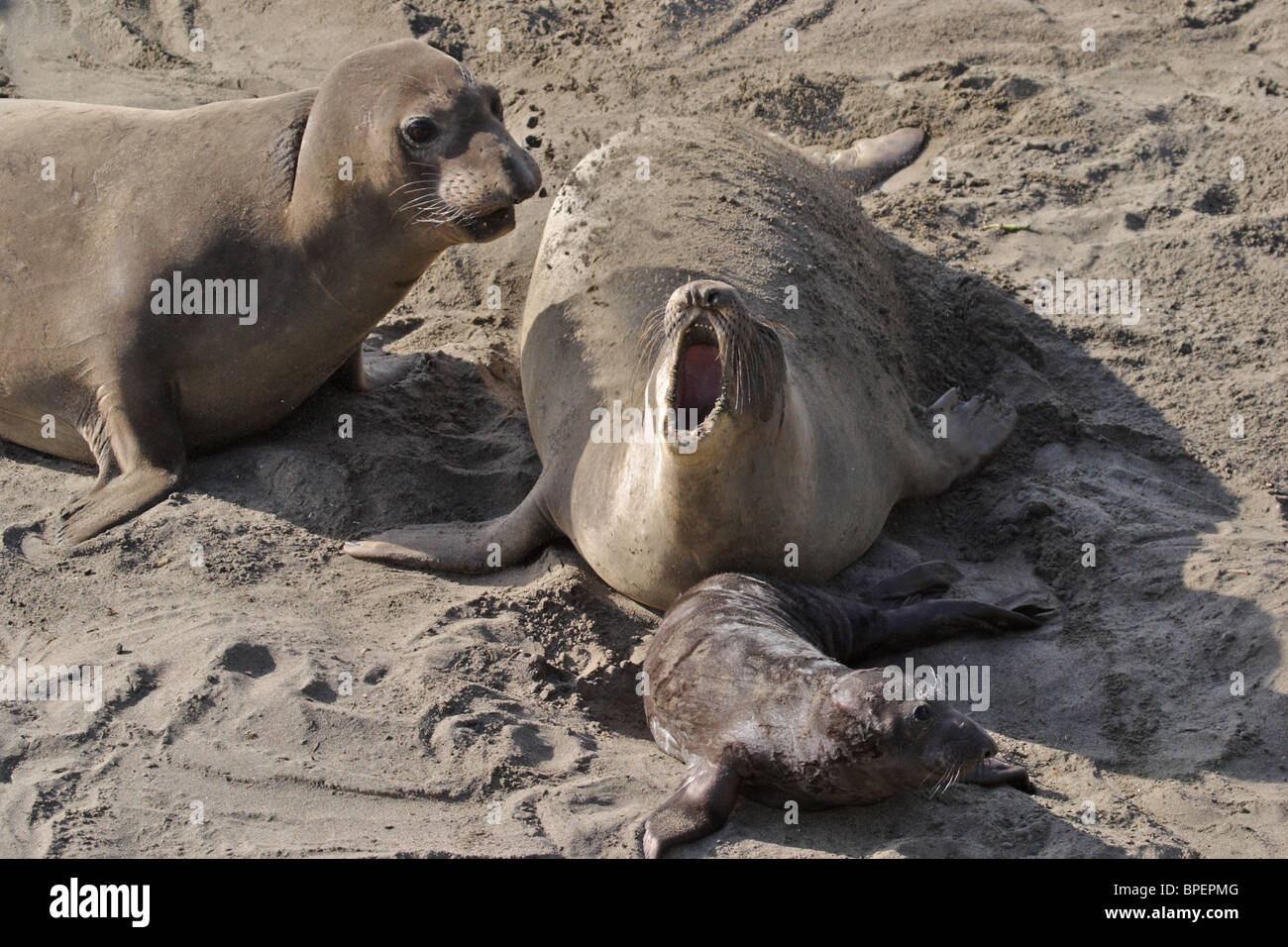 Weibliche See-Elefant schützen ihr Welpe von einem jungen Bullen. Stockfoto